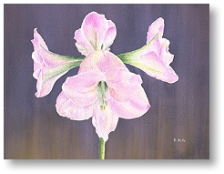 amaryllis