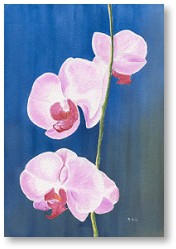orchid