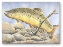 the trout